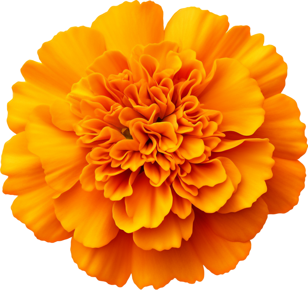 Marigold png with AI generated.