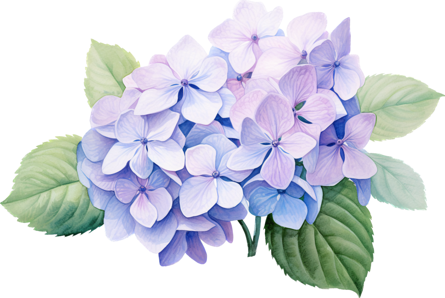 Hydrangea png with AI generated.