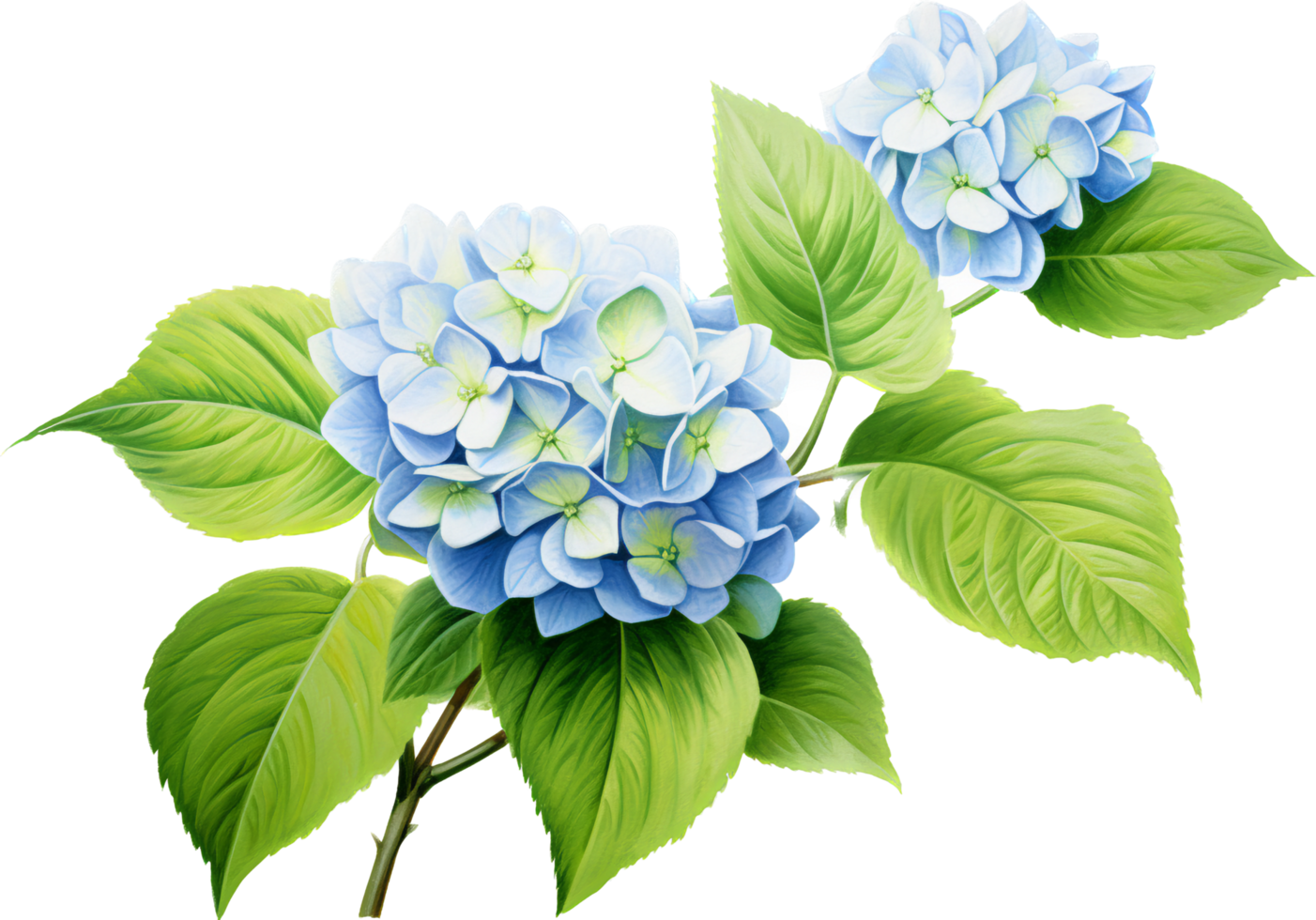 hortensia PNG met ai gegenereerd.