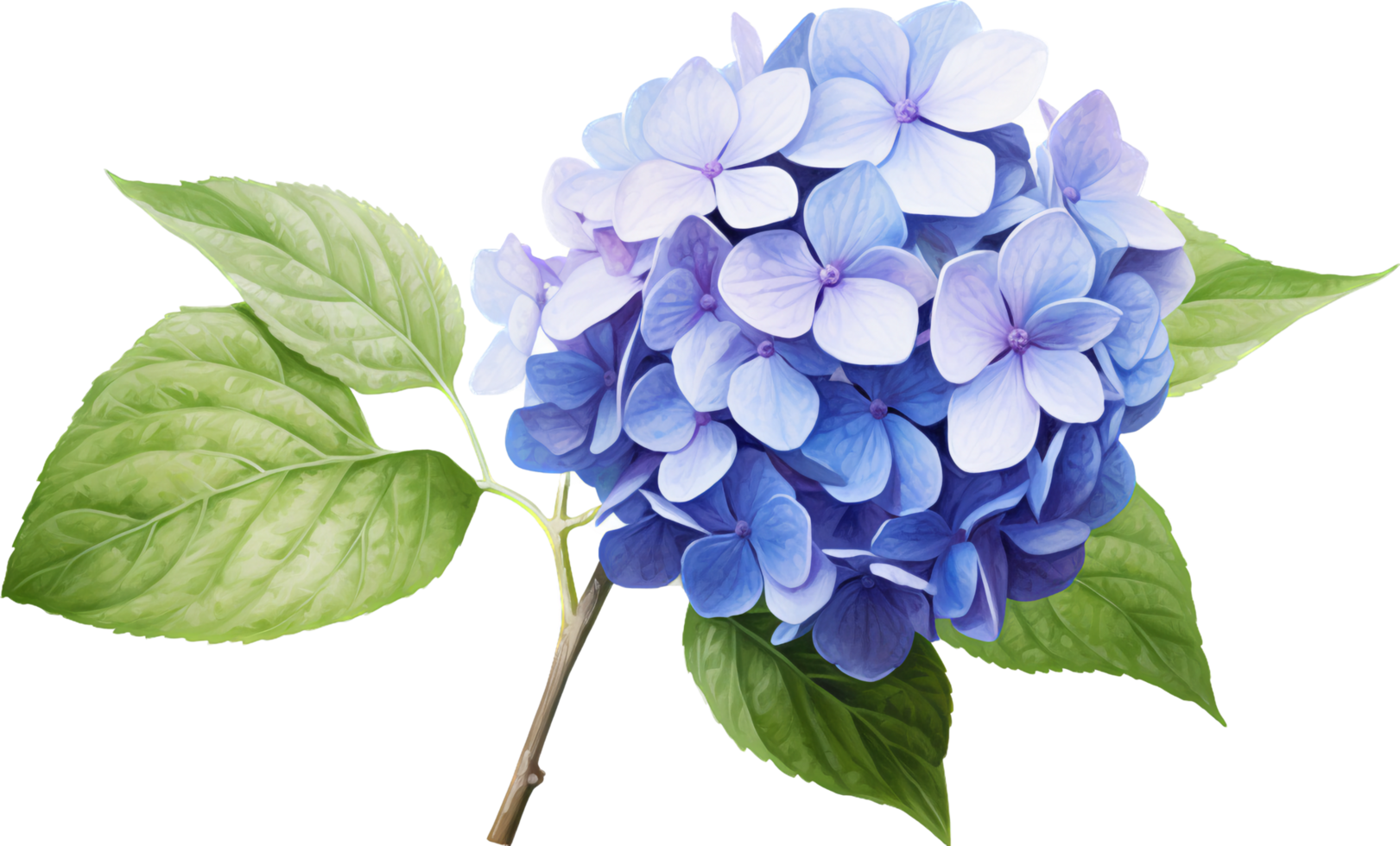Hydrangea png with AI generated.