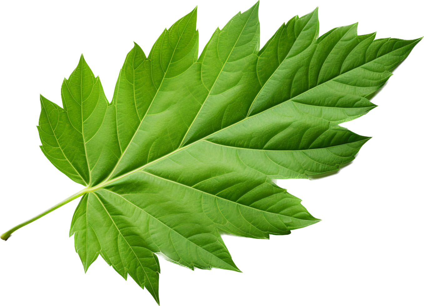 Leaf png with AI generated.