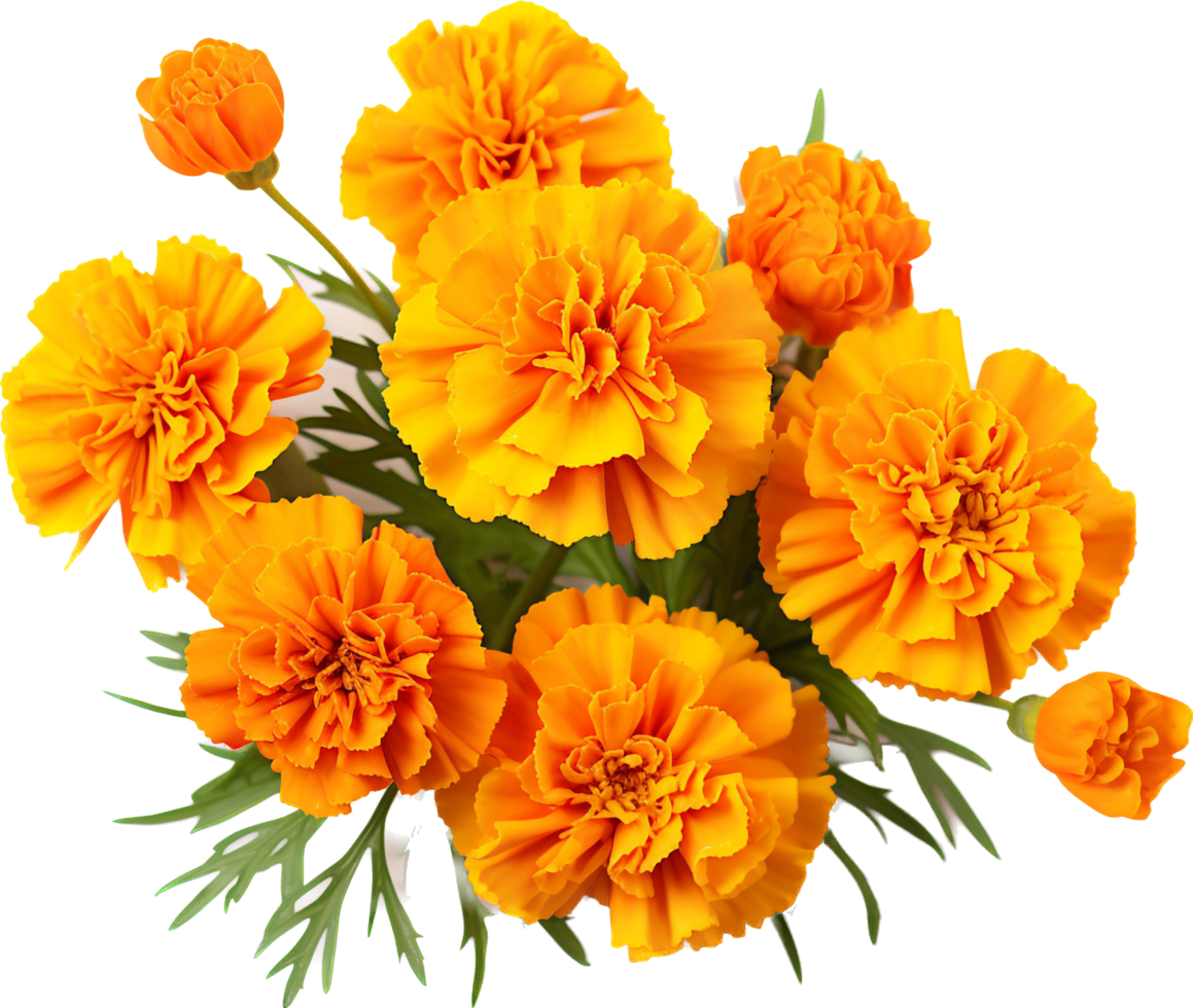 Marigold png with AI generated.