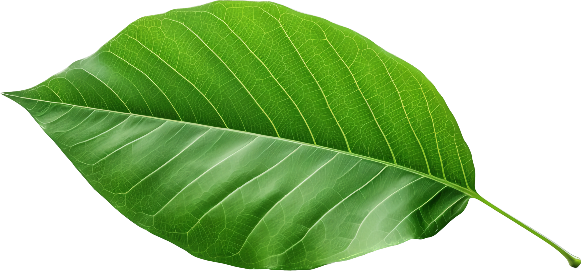 Leaf png with AI generated.