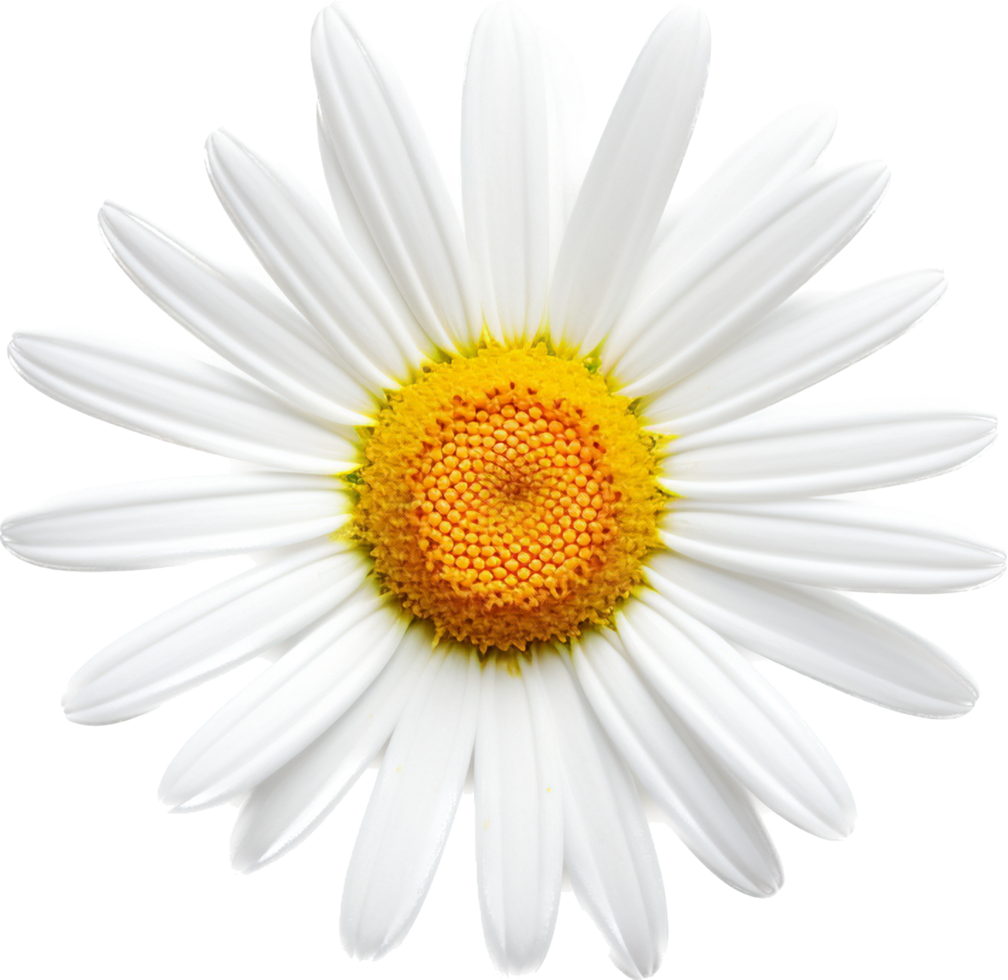 Daisy png with AI generated.