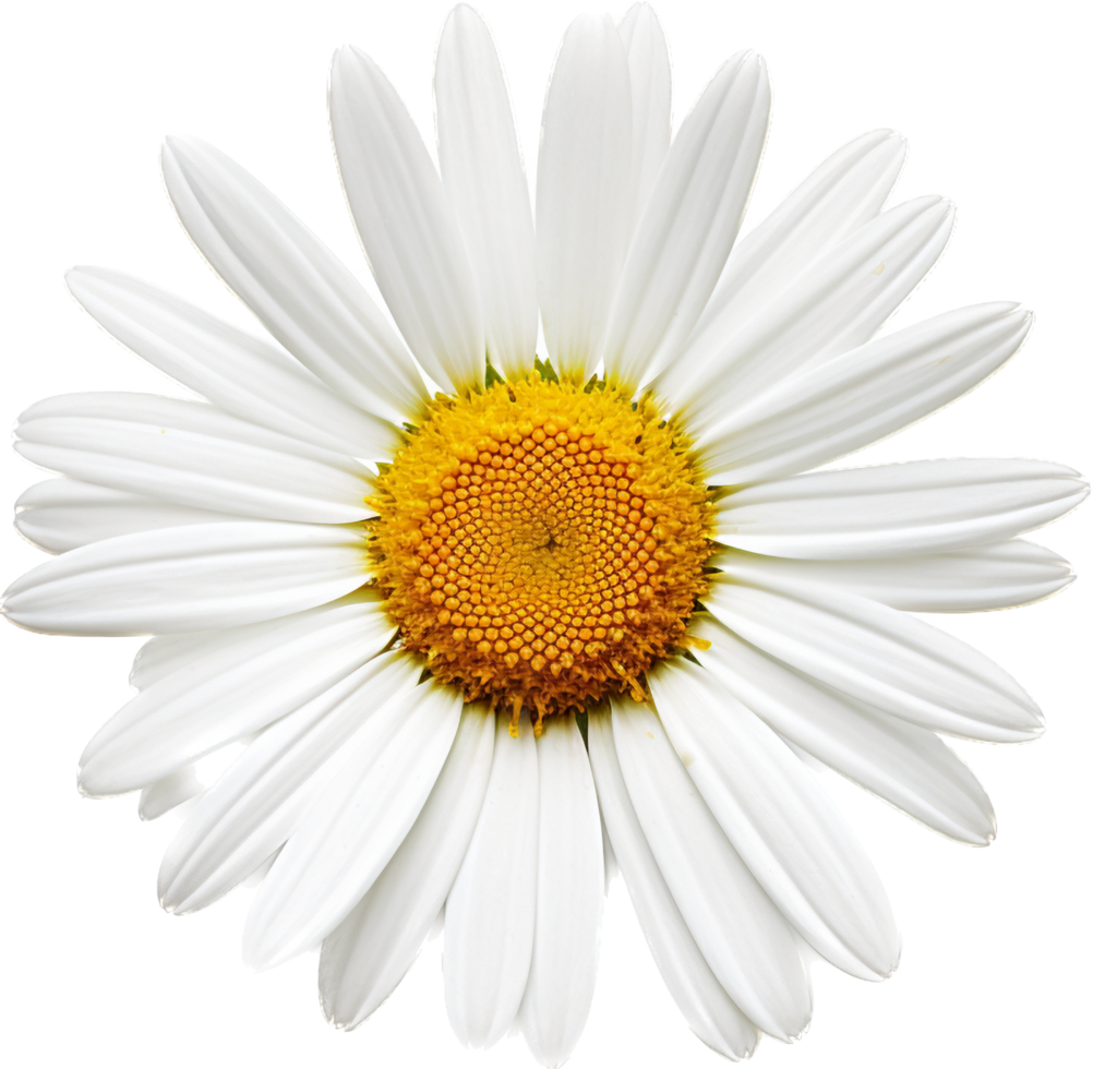 Daisy png with AI generated.