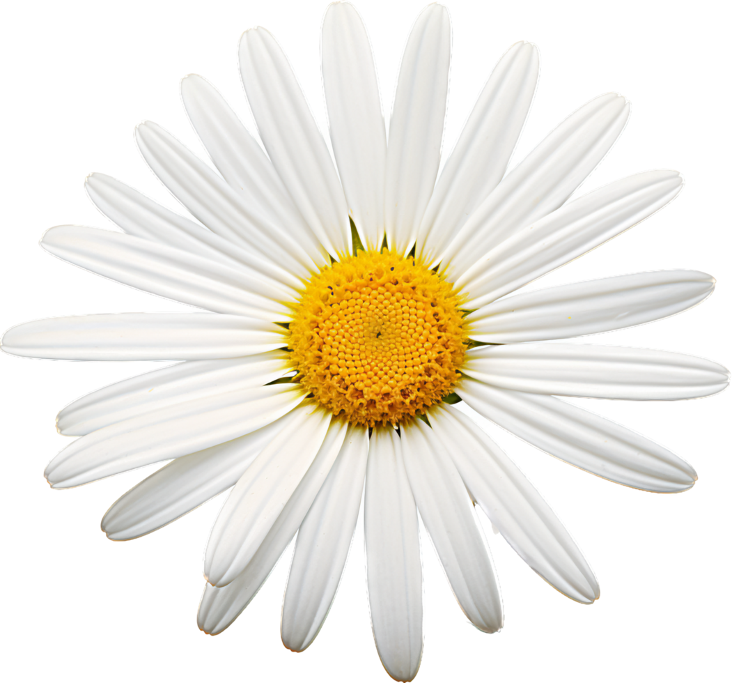 Daisy png with AI generated.