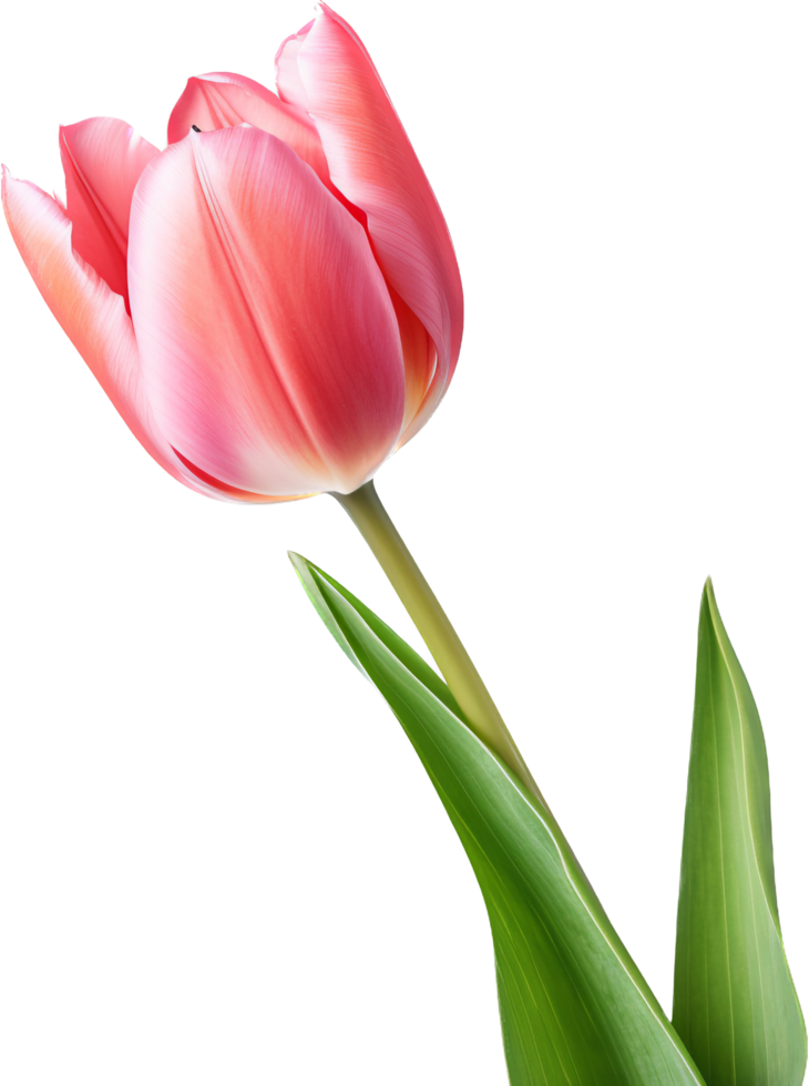 Tulip png with AI generated.