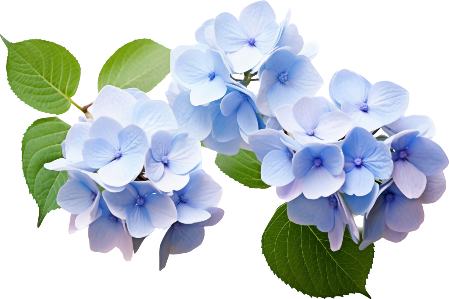 Hydrangea png with AI generated.