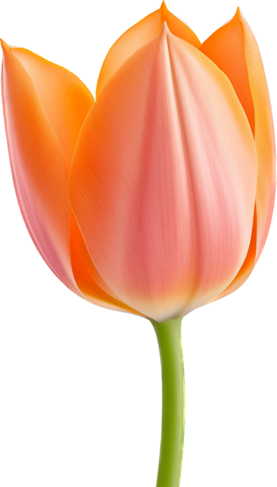 Tulip png with AI generated.