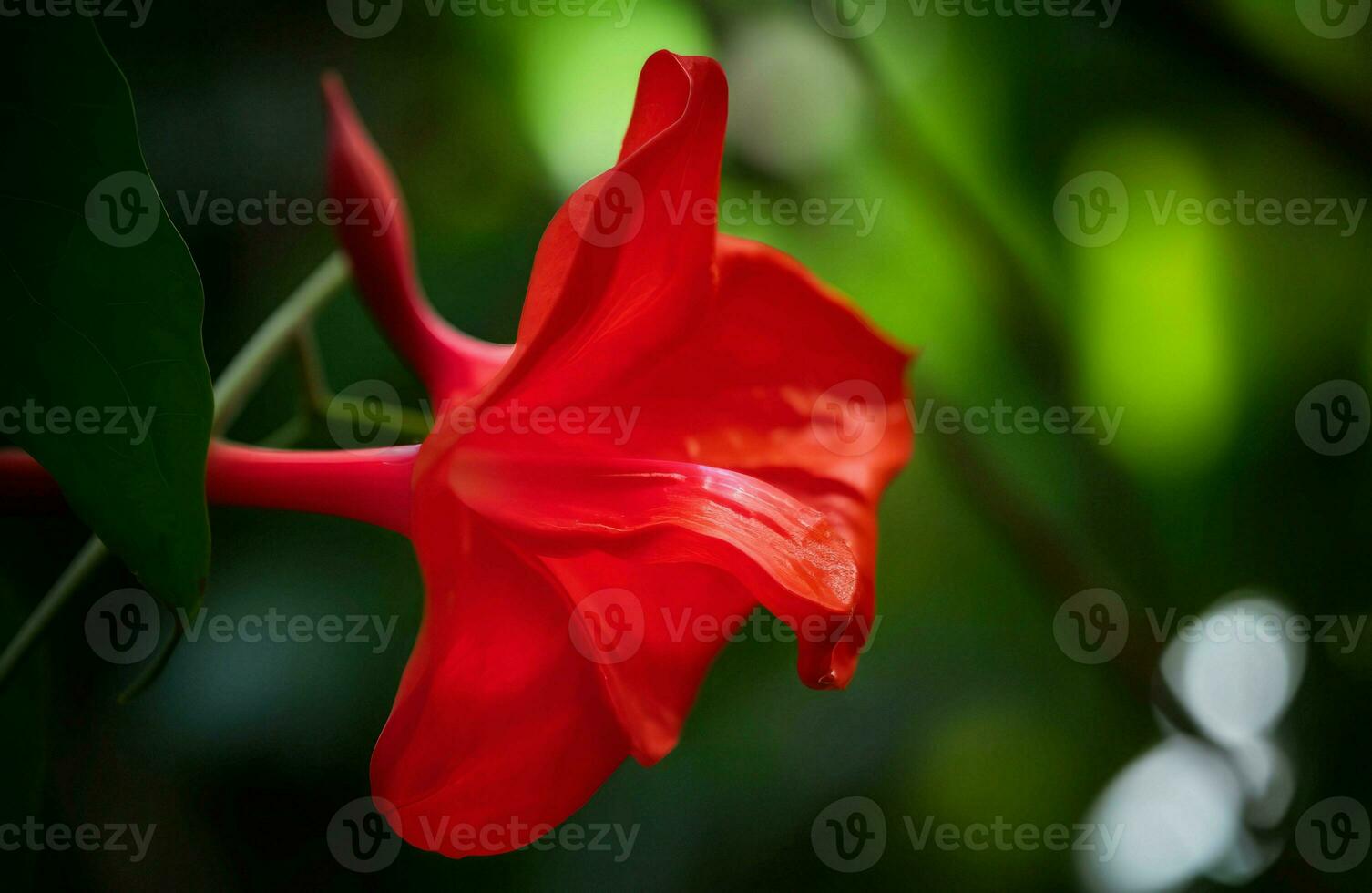 Macro red flower. Generate Ai photo