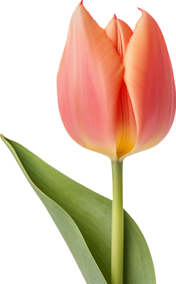 Tulip png with AI generated.