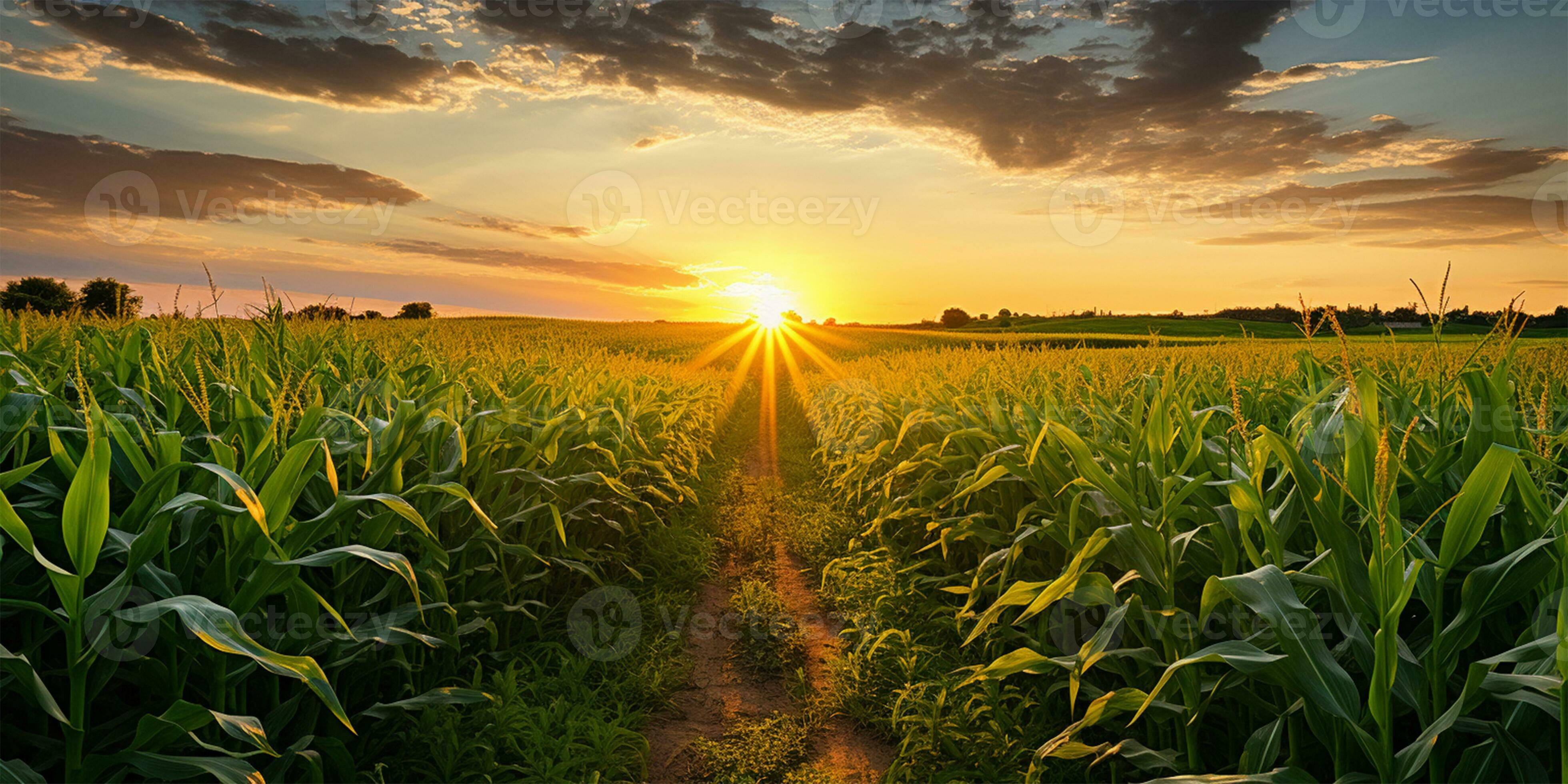 Sunset over a corn field with mountains in the background. Agricultural landscape AI Generated