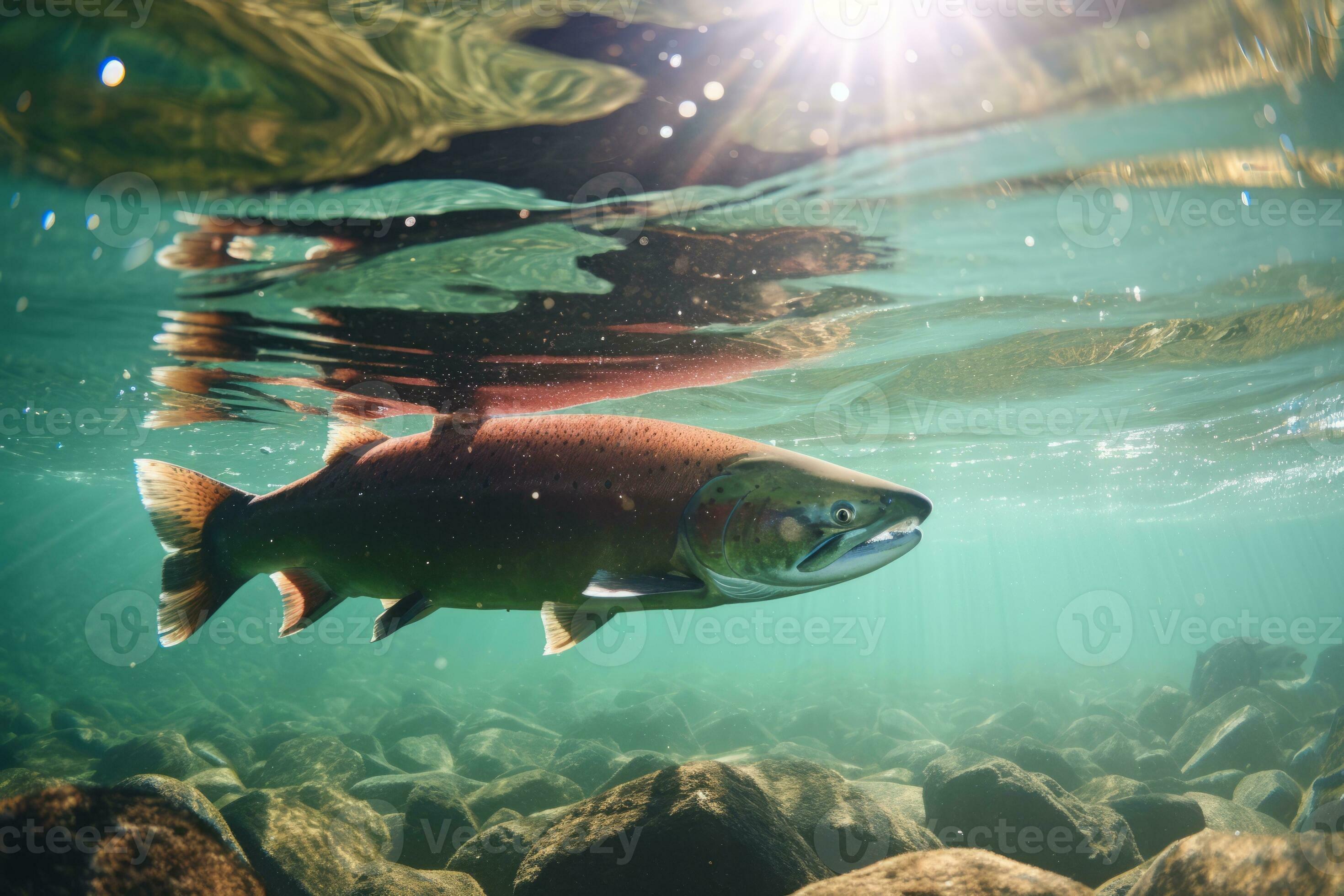 Protecting salmon populations, raising awareness about the importance