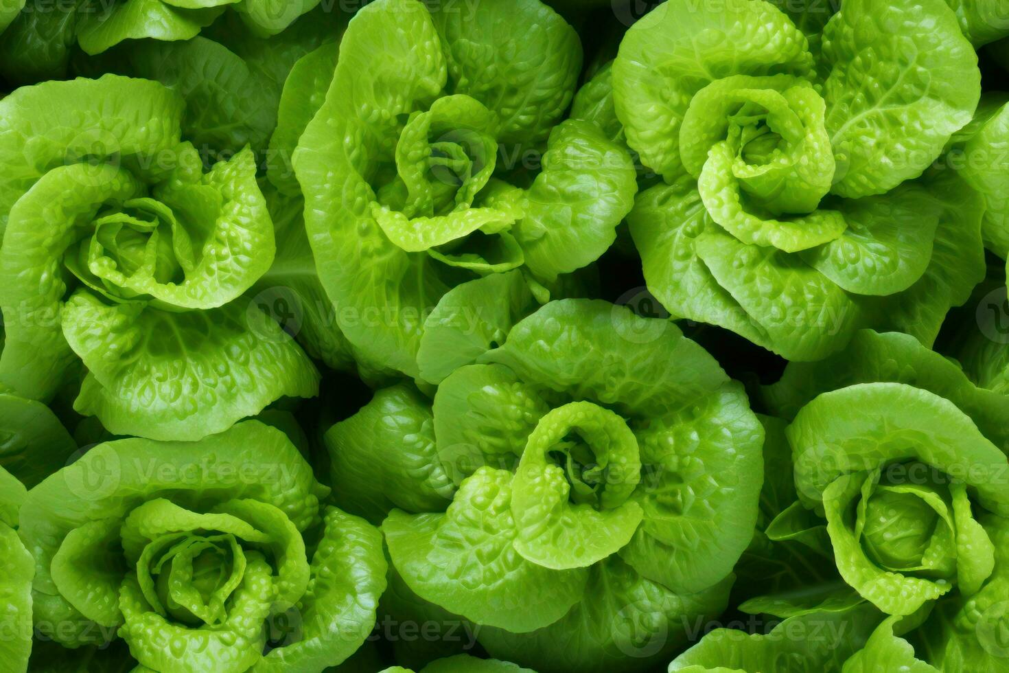 Close up of fresh lettuce , top view, seamless pattern. Generative Ai photo