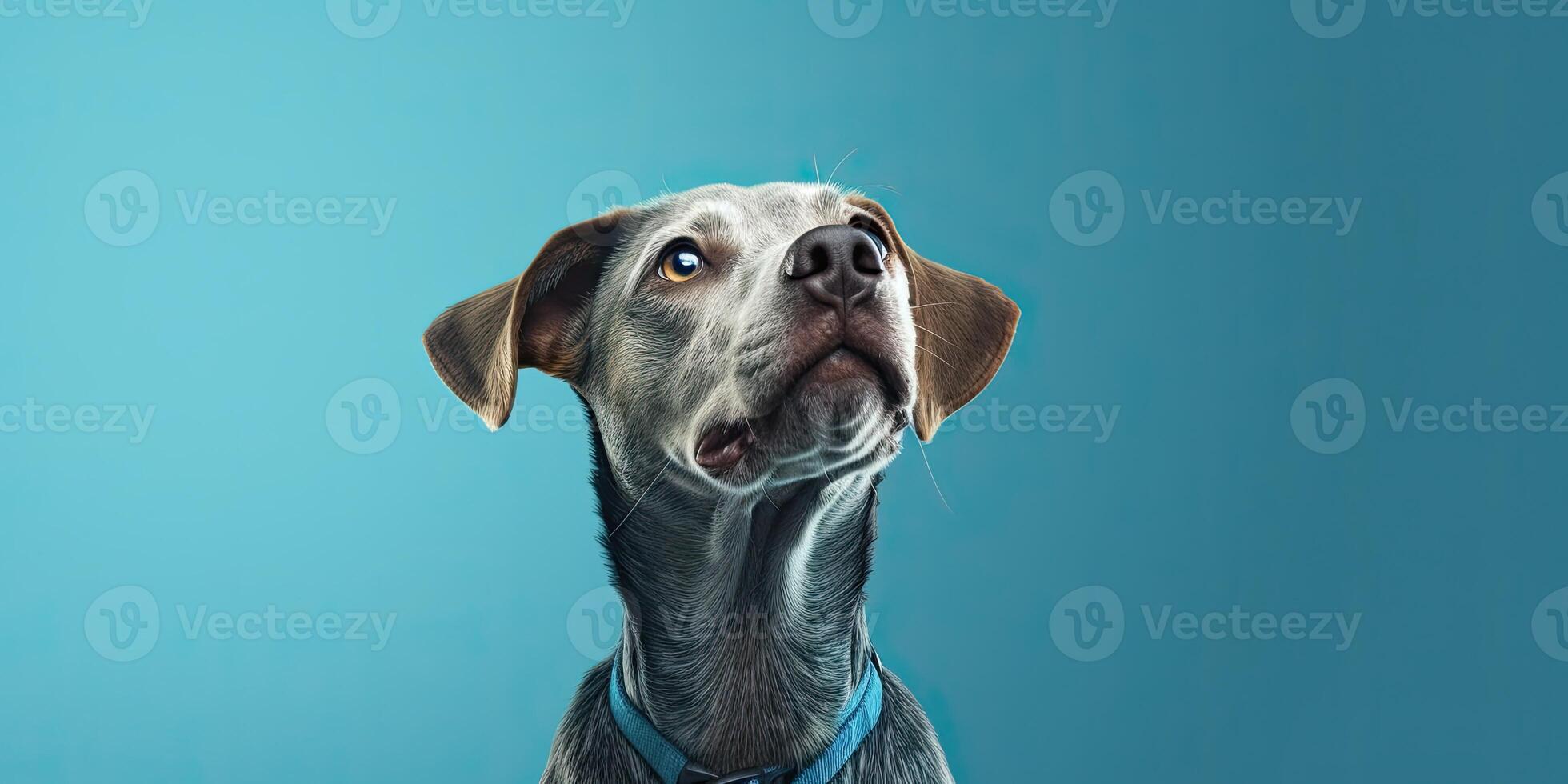Dog portrait on a minimal background, photo