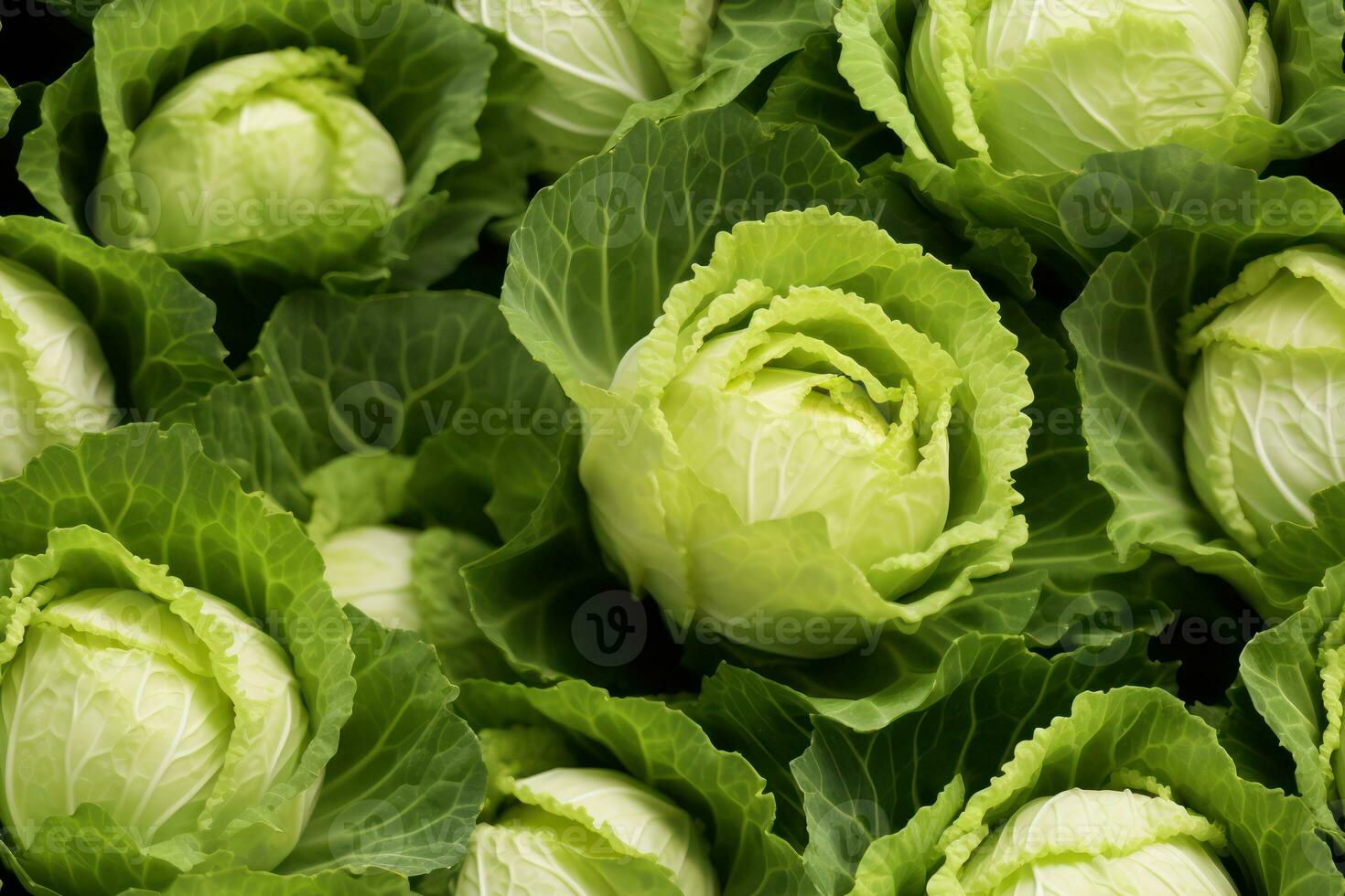 Close up of fresh cabbage , top view, seamless pattern. Generative Ai photo