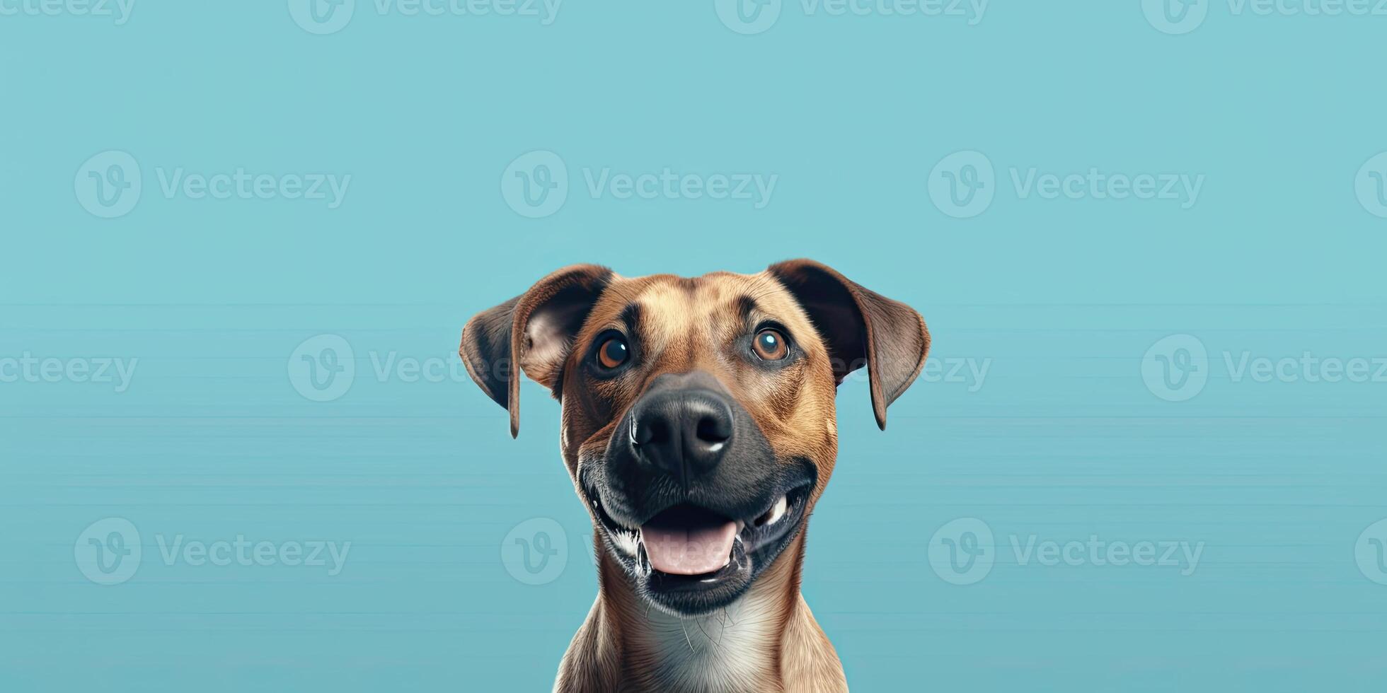 Dog portrait on a minimal background, photo