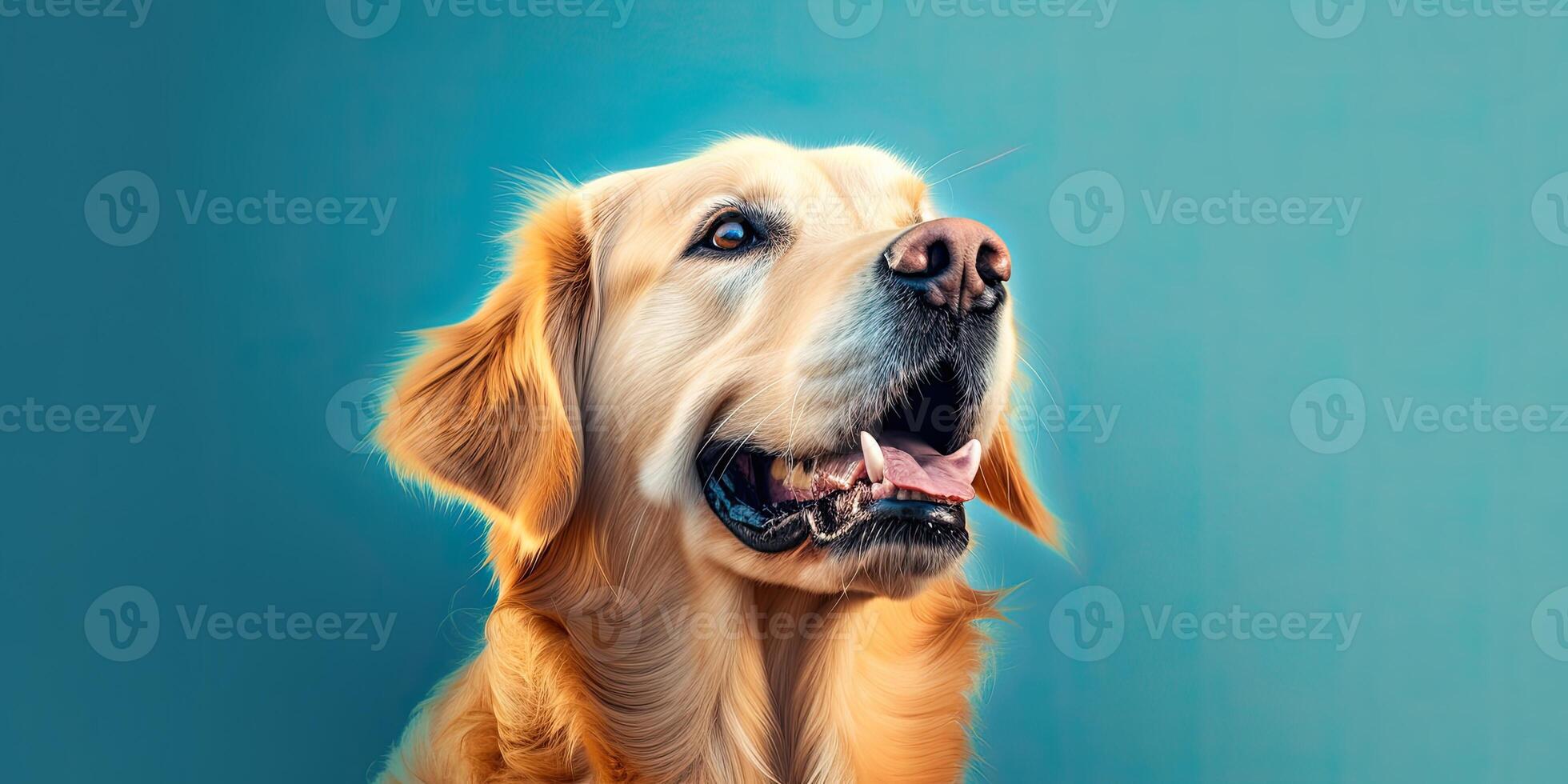 Dog portrait on a minimal blue background for banners photo