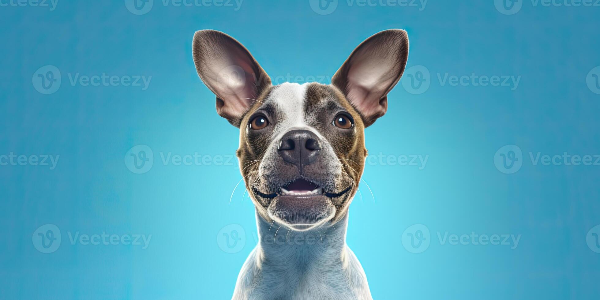 Dog portrait on a minimal background, photo