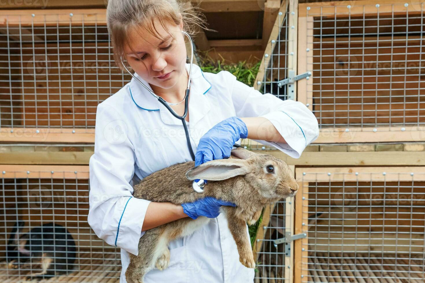 Happy young veterinarian woman with stethoscope holding and examining rabbit on ranch background. Bunny in vet hands for check up in natural eco farm. Animal care and ecological farming concept. photo