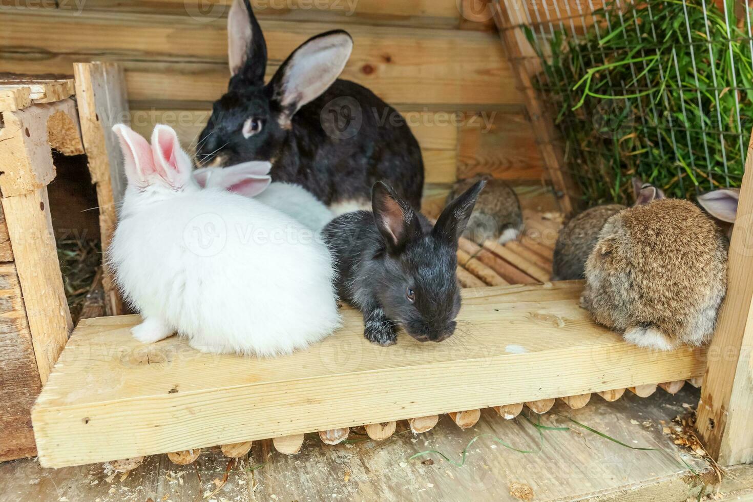 Many different small feeding rabbits on animal farm in rabbit-hutch, barn ranch background. Bunny in hutch on natural eco farm. Modern animal livestock and ecological farming concept. photo