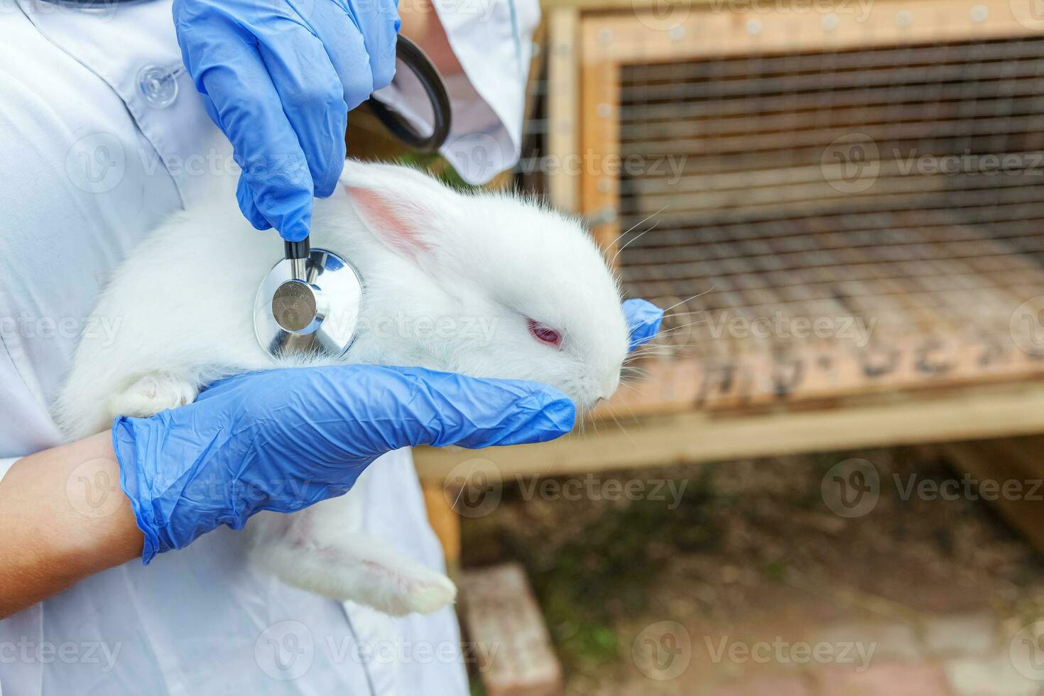 Veterinarian woman with stethoscope holding and examining rabbit on ranch background close up. Bunny in vet hands for check up in natural eco farm. Animal care and ecological farming concept. photo