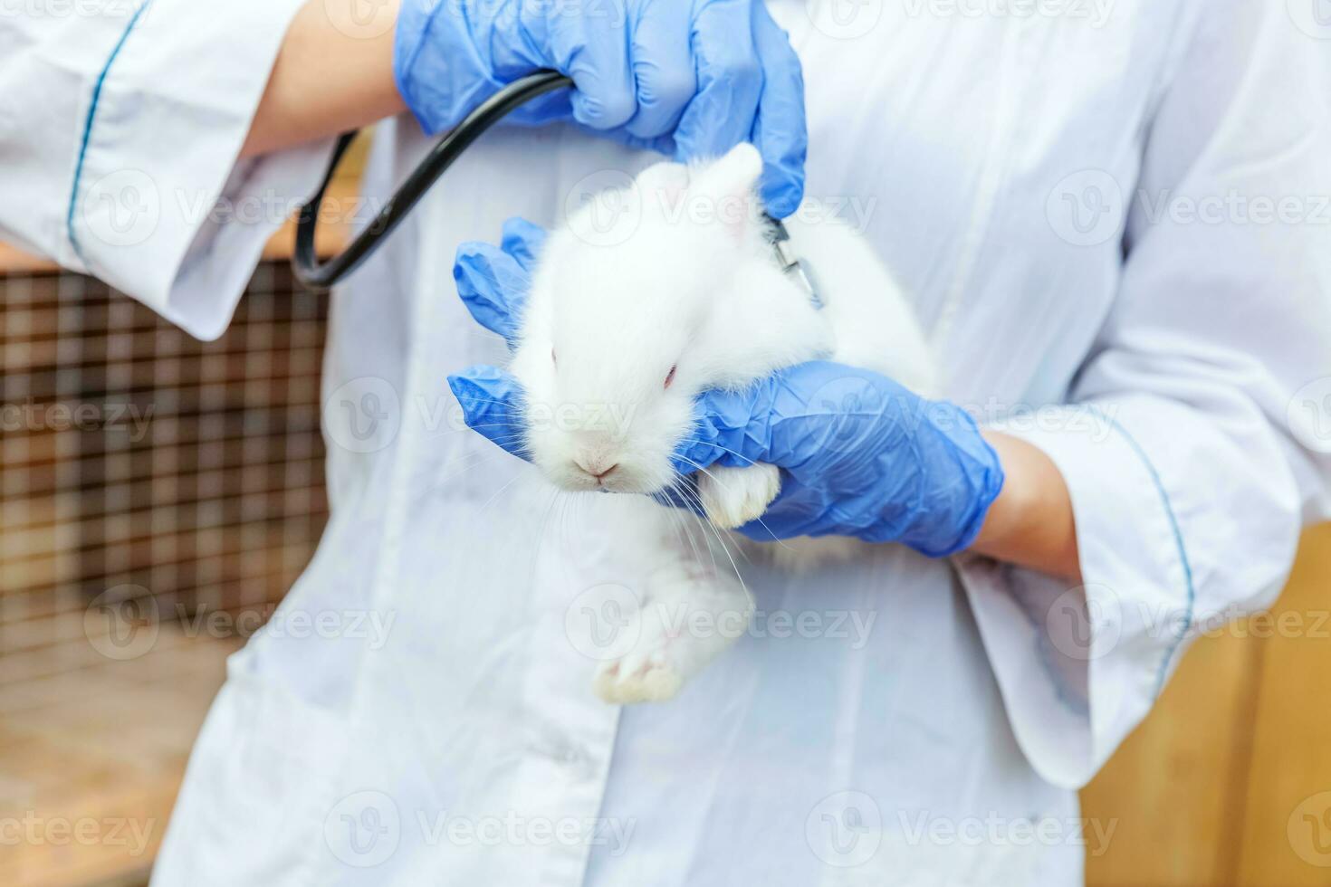Veterinarian woman with stethoscope holding and examining rabbit on ranch background close up. Bunny in vet hands for check up in natural eco farm. Animal care and ecological farming concept. photo