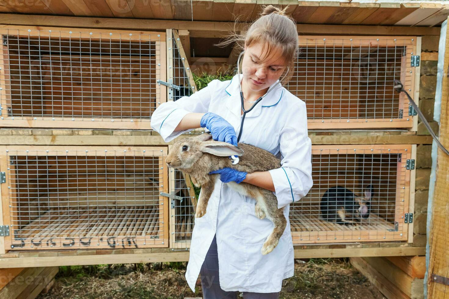 Happy young veterinarian woman with stethoscope holding and examining rabbit on ranch background. Bunny in vet hands for check up in natural eco farm. Animal care and ecological farming concept. photo