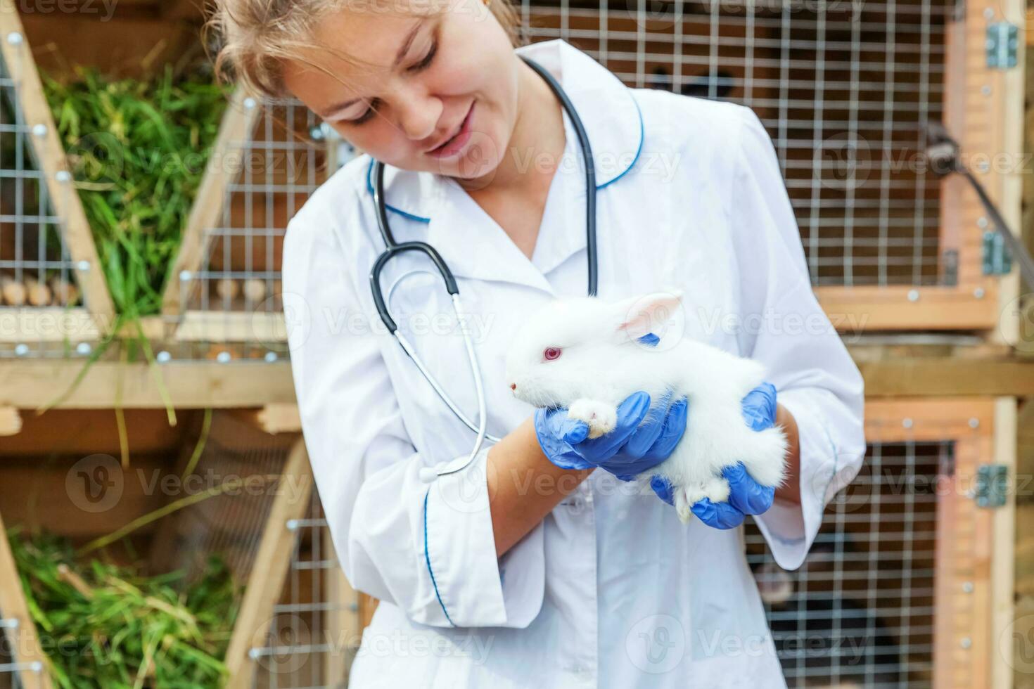 Happy young veterinarian woman with stethoscope holding and examining rabbit on ranch background. Bunny in vet hands for check up in natural eco farm. Animal care and ecological farming concept. photo