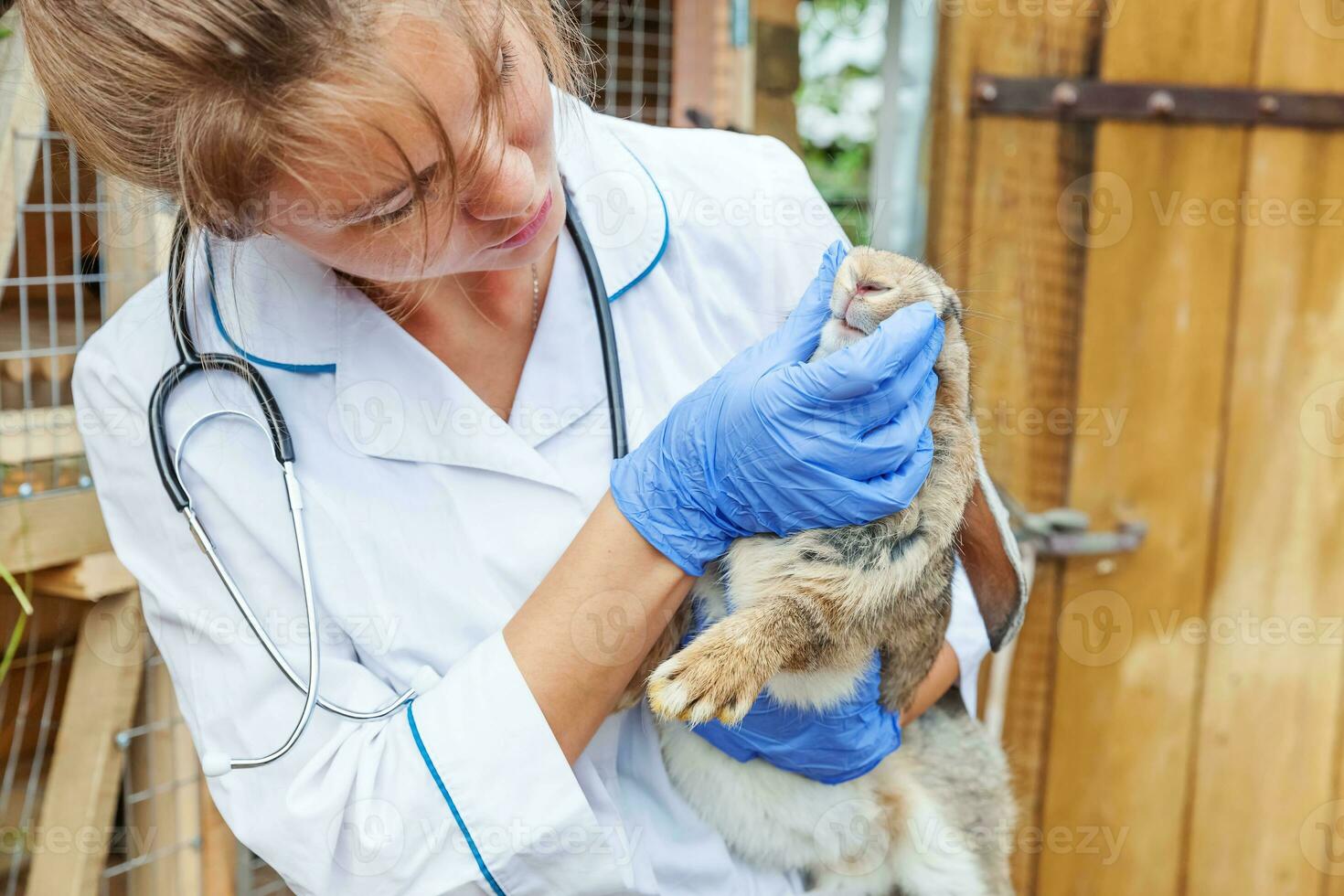 Happy young veterinarian woman with stethoscope holding and examining rabbit on ranch background. Bunny in vet hands for check up in natural eco farm. Animal care and ecological farming concept. photo