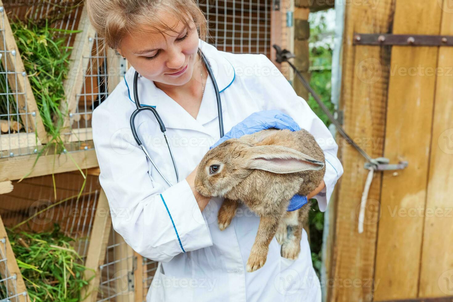 Happy young veterinarian woman with stethoscope holding and examining rabbit on ranch background. Bunny in vet hands for check up in natural eco farm. Animal care and ecological farming concept. photo