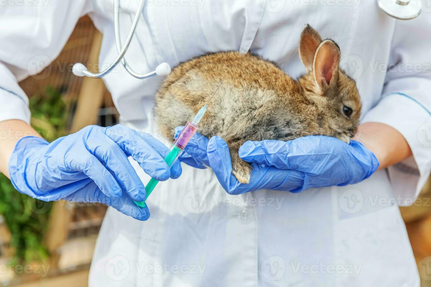 Veterinarian woman with syringe holding and injecting rabbit on ranch background close up. Bunny in vet hands for vaccination in natural eco farm. Animal care and ecological farming concept. photo
