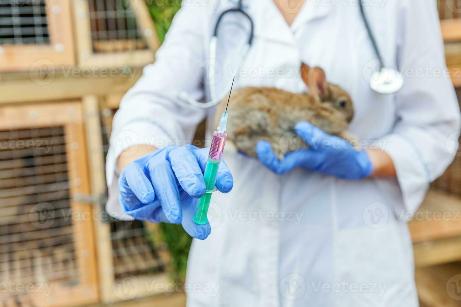 Veterinarian woman with syringe holding and injecting rabbit on ranch background close up. Bunny in vet hands for vaccination in natural eco farm. Animal care and ecological farming concept. photo