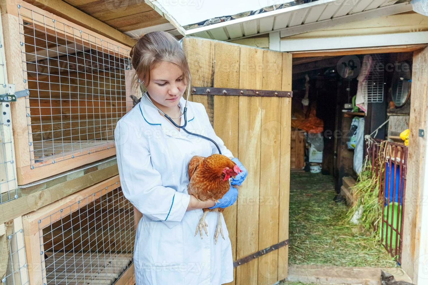 Happy young veterinarian woman with stethoscope holding and examining chicken on ranch background. Hen in vet hands for check up in natural eco farm. Animal care and ecological farming concept. photo