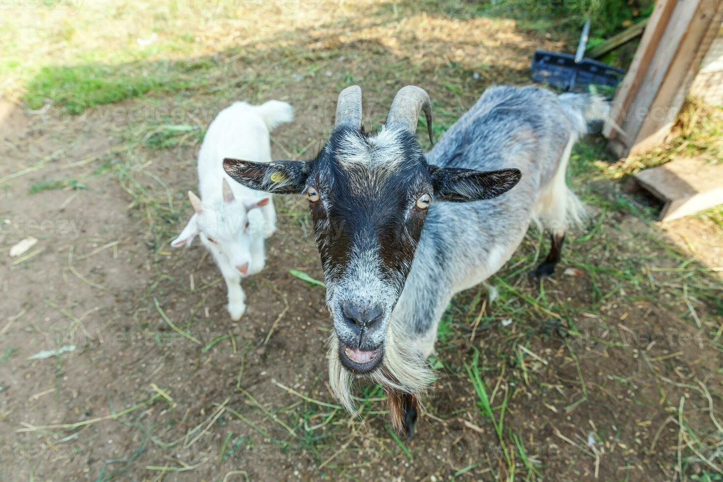 Cute goat relaxing in ranch farm in summer day. Domestic goats grazing in pasture and chewing, countryside background. Goat in natural eco farm growing to give milk and cheese. photo