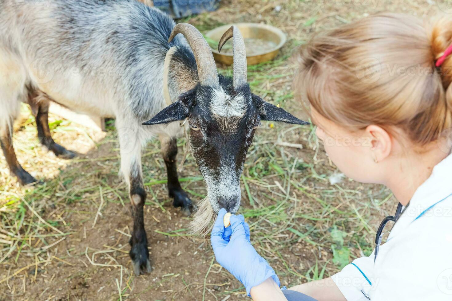 Young veterinarian woman with stethoscope holding and examining goat on ranch background. Young goat with vet hands for check up in natural eco farm. Animal care and ecological farming concept. photo