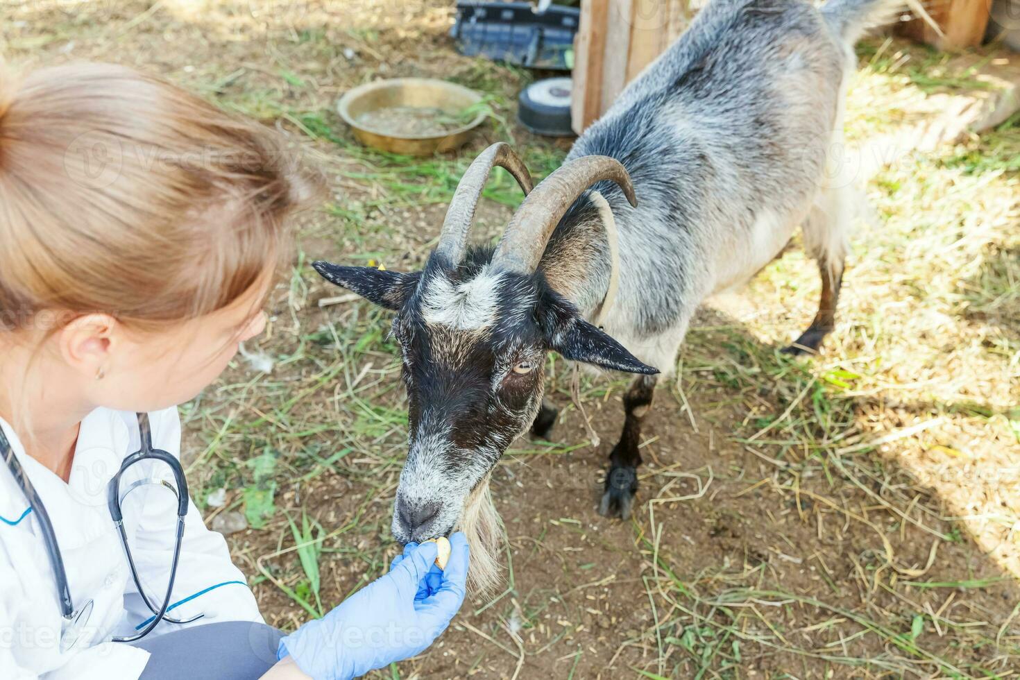 Young veterinarian woman with stethoscope holding and examining goat on ranch background. Young goat with vet hands for check up in natural eco farm. Animal care and ecological farming concept. photo