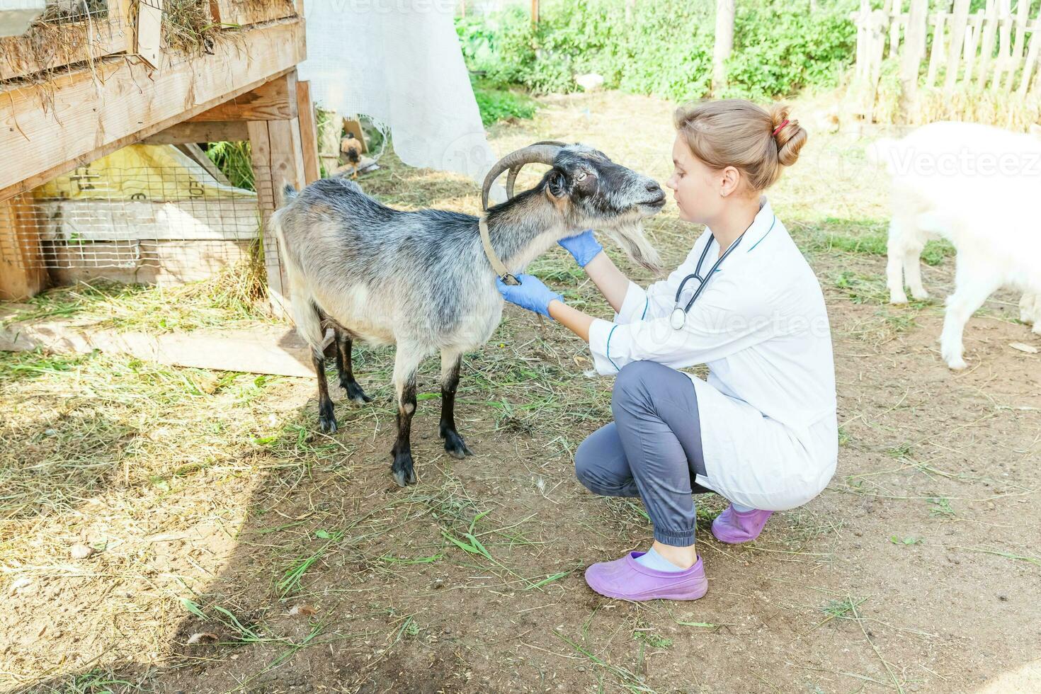 Young veterinarian woman with stethoscope holding and examining goat on ranch background. Young goat with vet hands for check up in natural eco farm. Animal care and ecological farming concept. photo