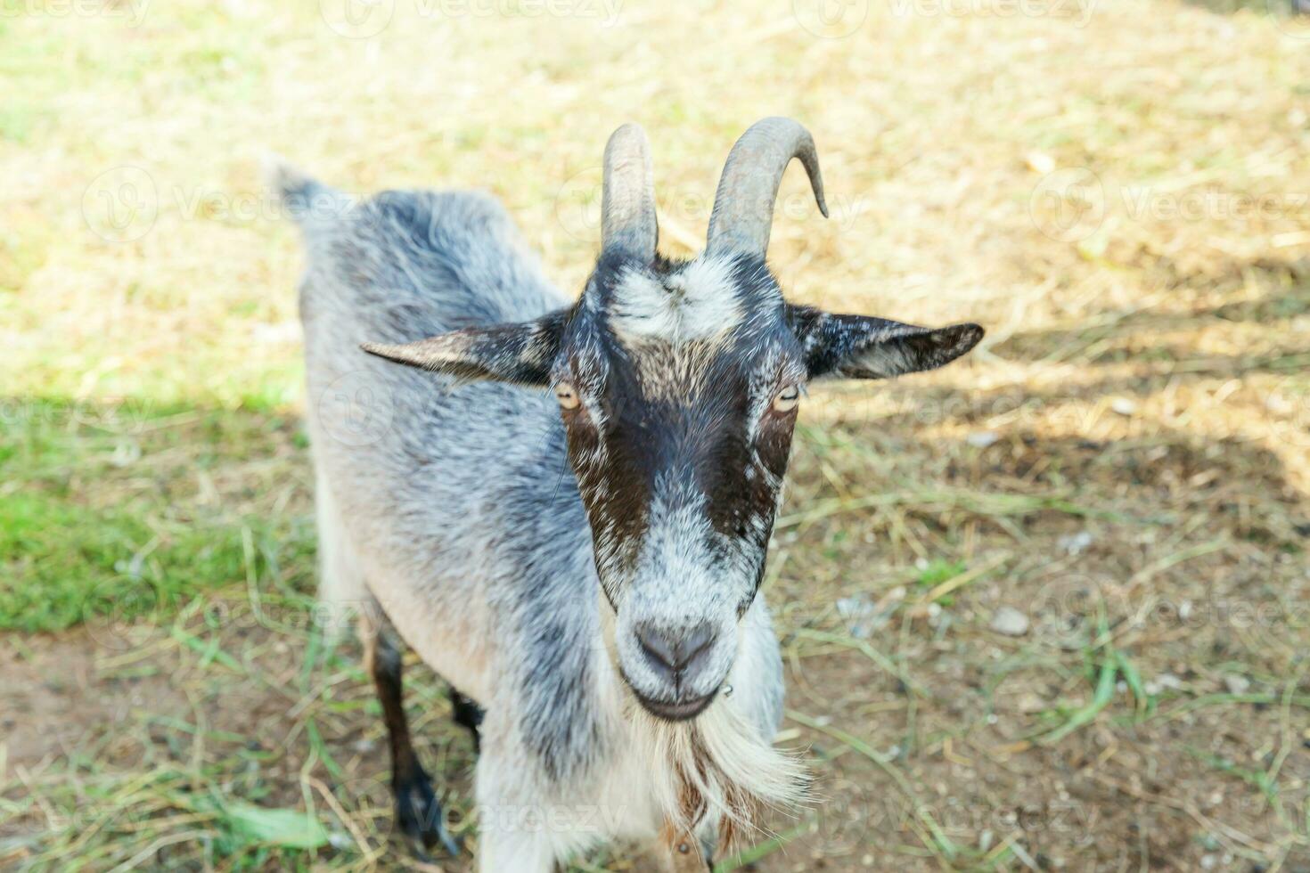 Cute goat relaxing in ranch farm in summer day. Domestic goats grazing in pasture and chewing, countryside background. Goat in natural eco farm growing to give milk and cheese. photo