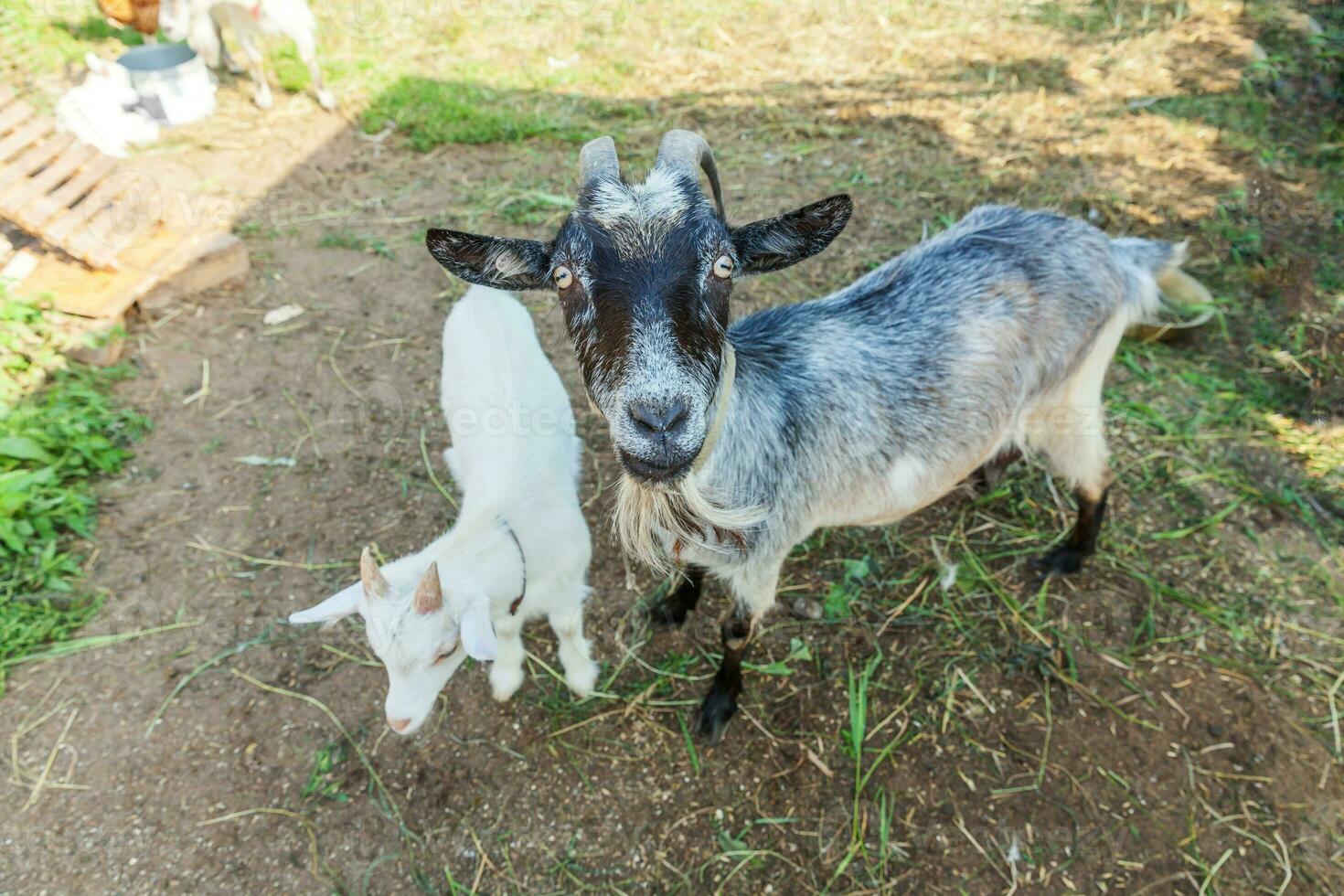 Cute goat relaxing in ranch farm in summer day. Domestic goats grazing in pasture and chewing, countryside background. Goat in natural eco farm growing to give milk and cheese. photo