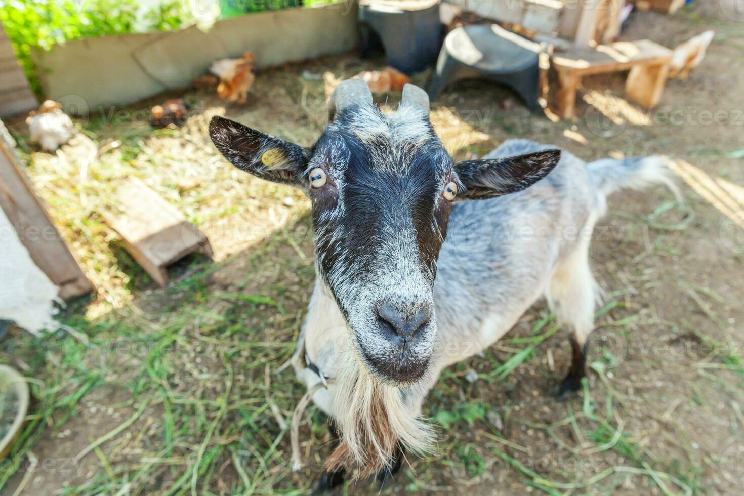 Cute goat relaxing in ranch farm in summer day. Domestic goats grazing in pasture and chewing, countryside background. Goat in natural eco farm growing to give milk and cheese. photo