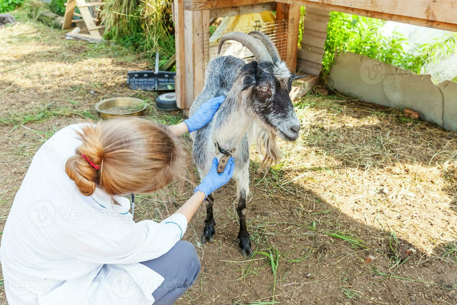 Young veterinarian woman with stethoscope holding and examining goat on ranch background. Young goat with vet hands for check up in natural eco farm. Animal care and ecological farming concept. photo