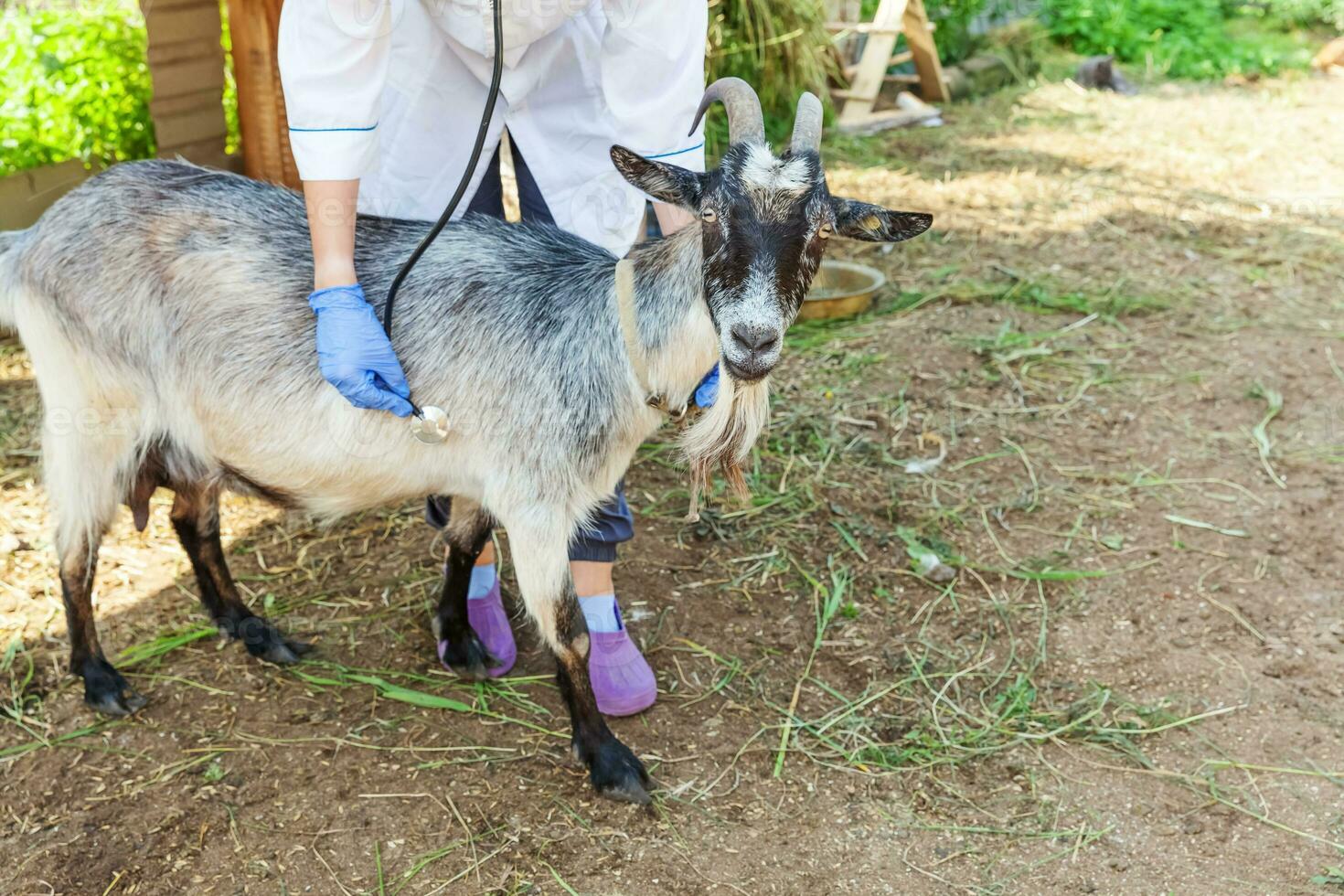 Young veterinarian woman with stethoscope holding and examining goat on ranch background. Young goat with vet hands for check up in natural eco farm. Animal care and ecological farming concept. photo