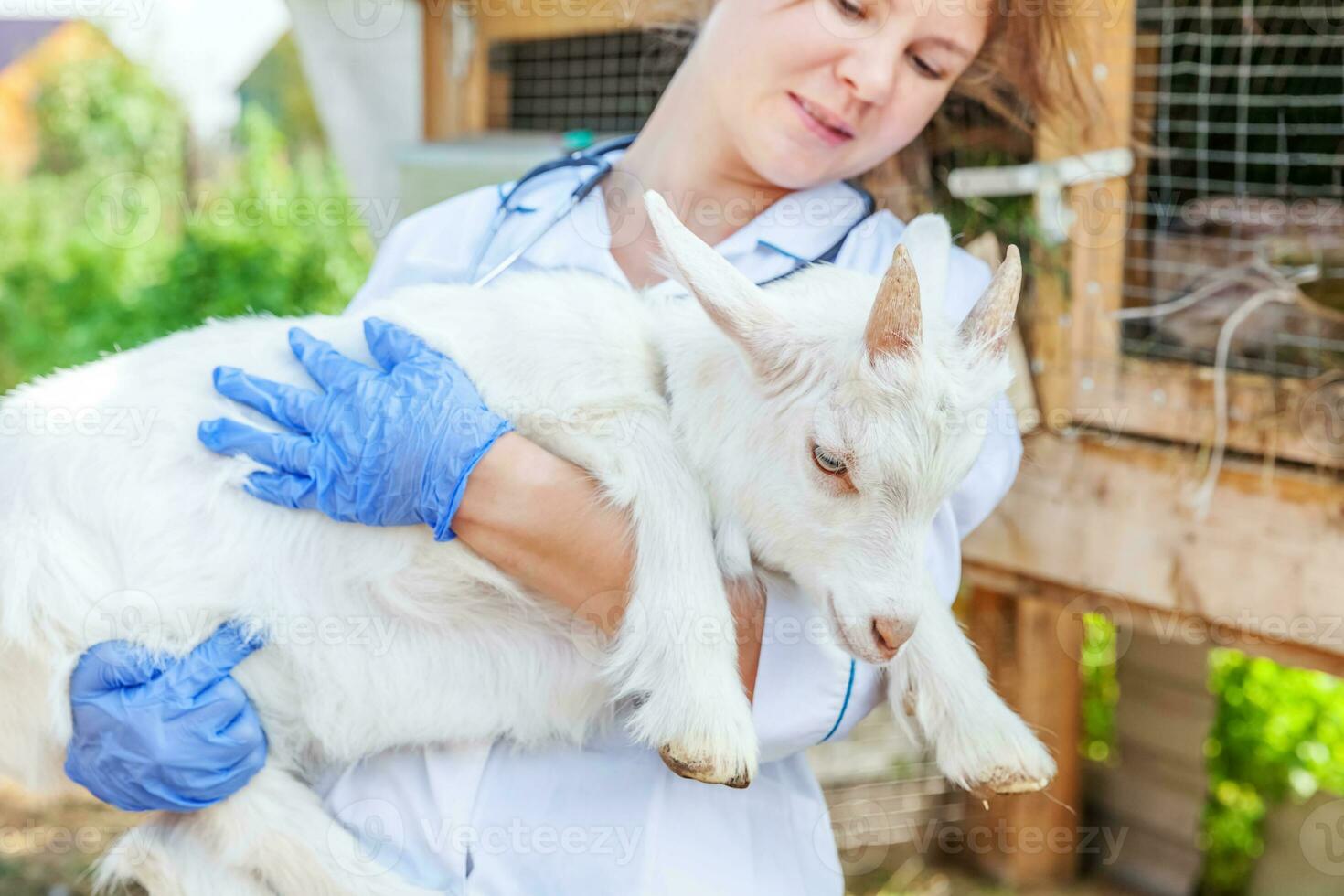veterinarian woman with stethoscope holding and examining goat kid on ranch background. Young goatling with vet hands for check up in natural eco farm. Animal care and ecological farming concept. photo