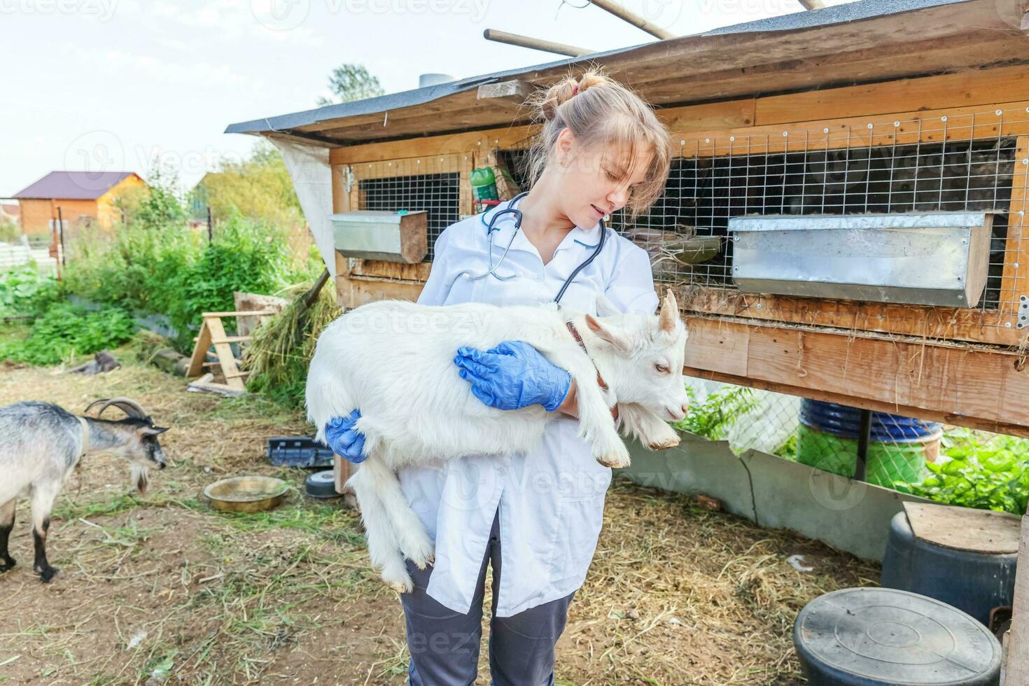 veterinarian woman with stethoscope holding and examining goat kid on ranch background. Young goatling with vet hands for check up in natural eco farm. Animal care and ecological farming concept. photo