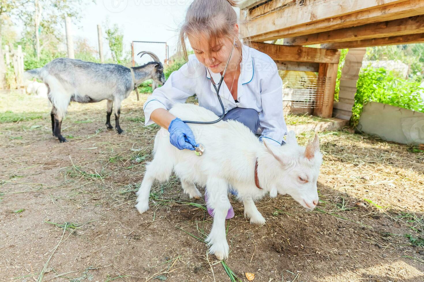 veterinario mujer con estetoscopio participación y examinando cabra niño en rancho antecedentes. joven cabrito con veterinario manos para cheque arriba en natural eco granja. animal cuidado y ecológico agricultura concepto. foto