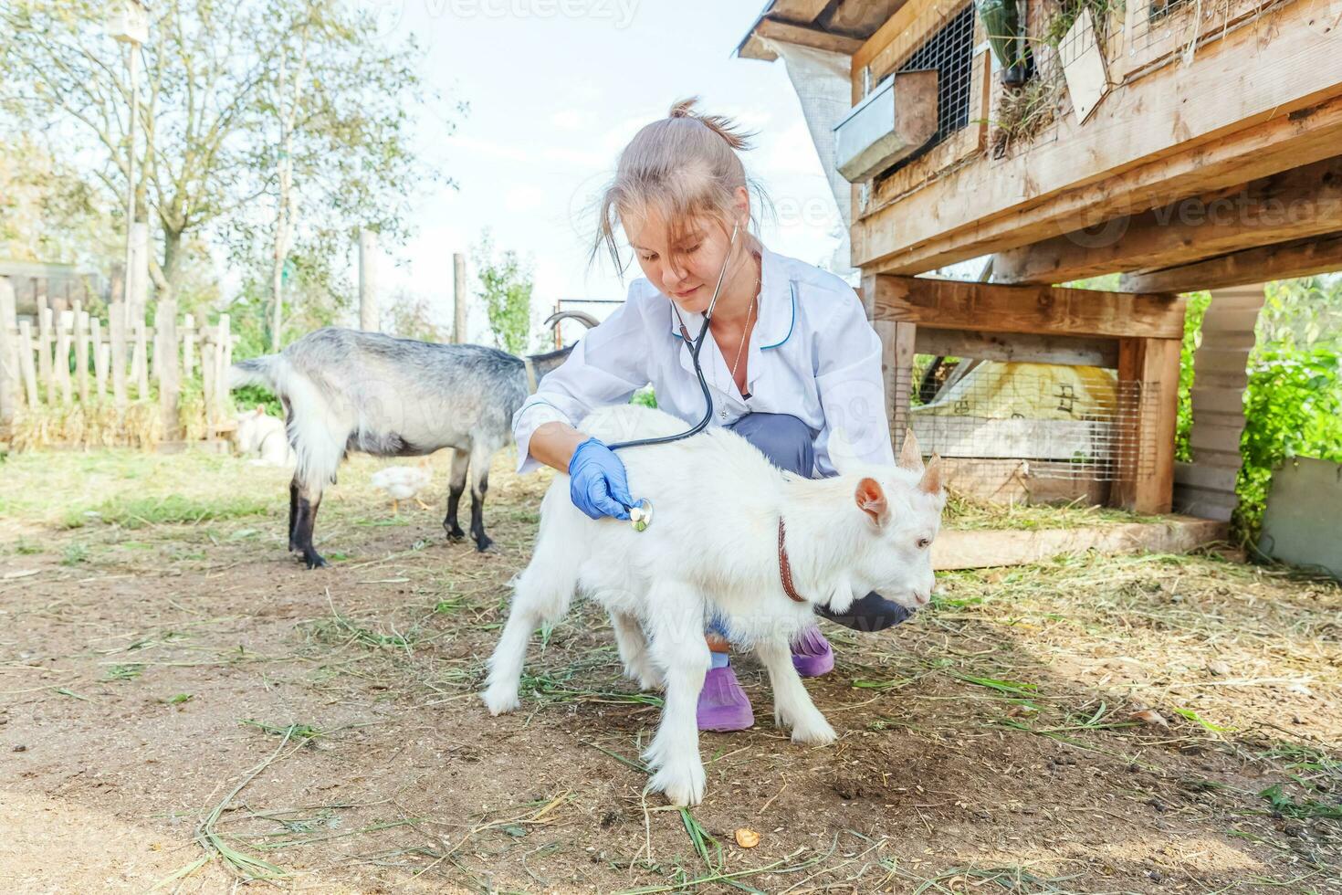 veterinarian woman with stethoscope holding and examining goat kid on ranch background. Young goatling with vet hands for check up in natural eco farm. Animal care and ecological farming concept. photo