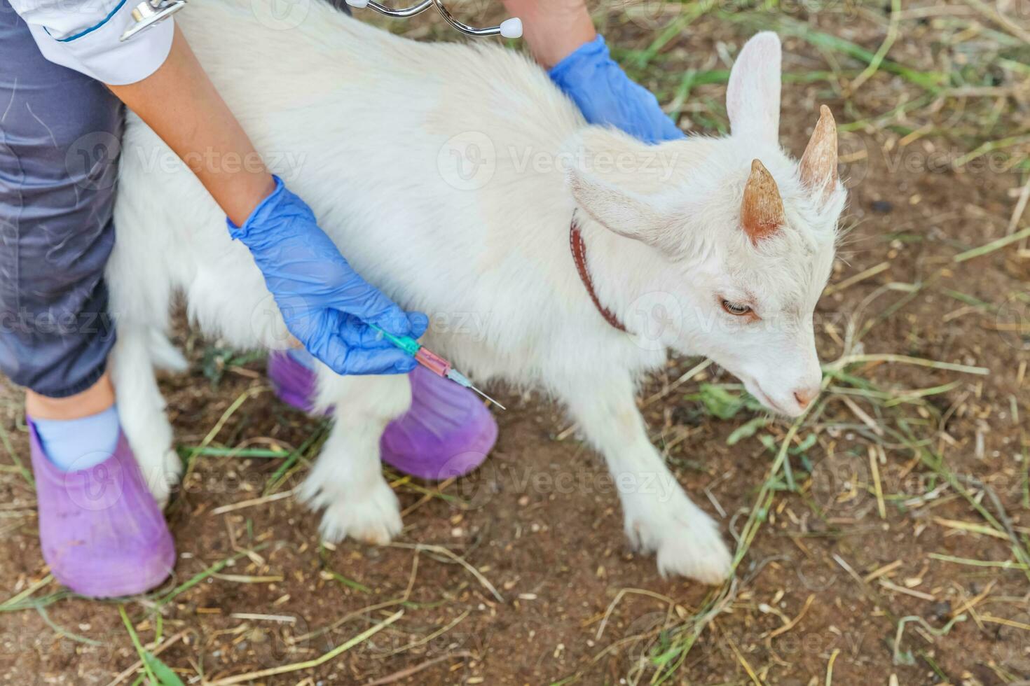 Young veterinarian woman with syringe holding and injecting goat kid on ranch background. Young goatling with vet hands vaccination in natural eco farm. Animal care and ecological farming concept photo