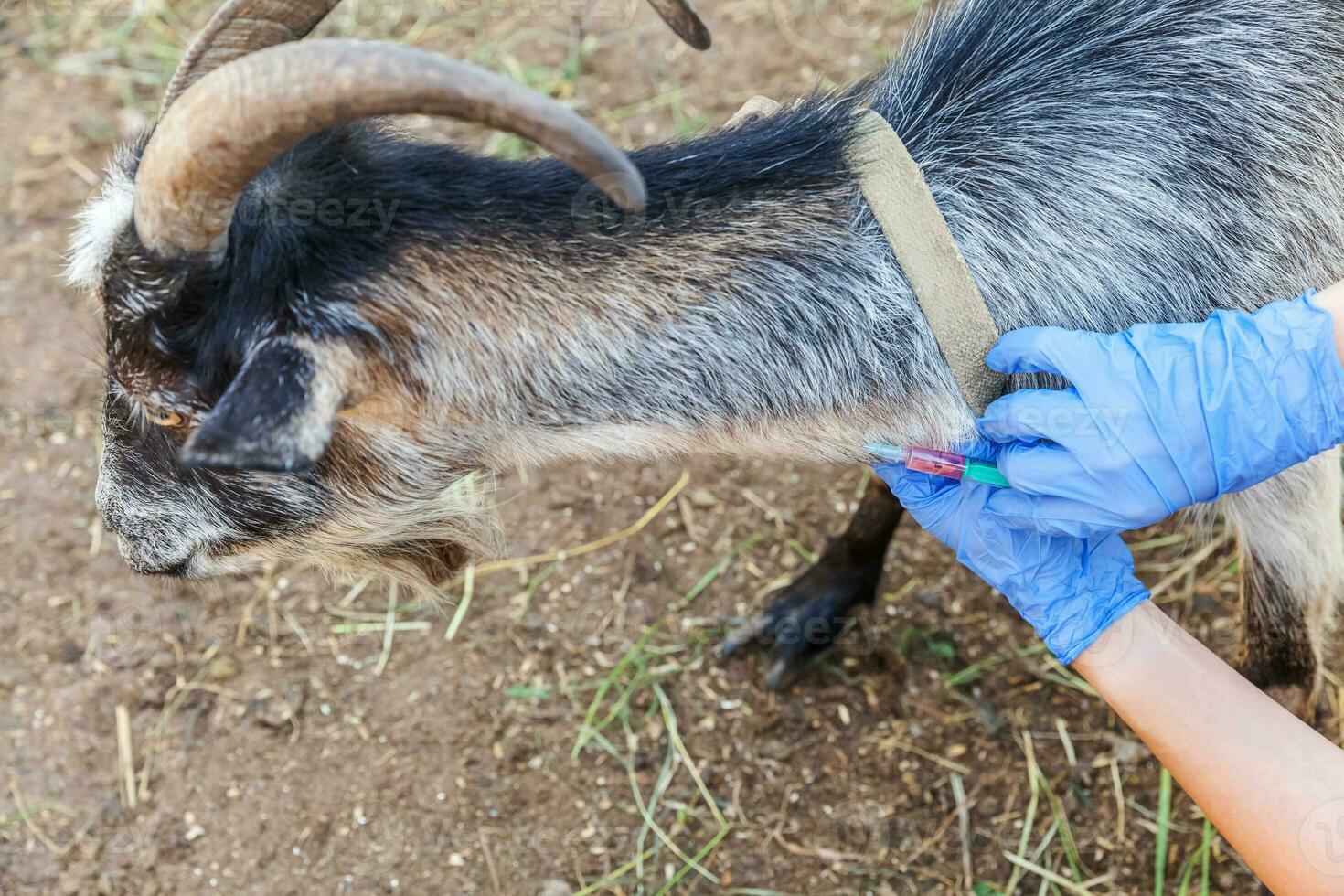 Veterinarian woman with syringe holding and injecting goat on ranch background. Young goat with vet hands, vaccination in natural eco farm. Animal care, modern livestock, ecological farming. photo