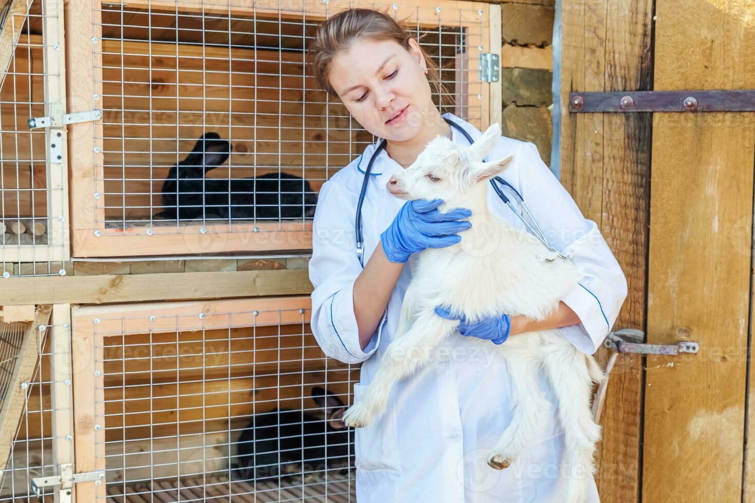 Young veterinarian woman with stethoscope holding and examining goat kid on ranch background. Young goatling in vet hands for check up in natural eco farm. Modern animal livestock, ecological farming. photo